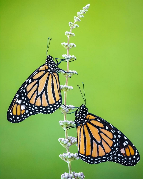 Биолог од Унгарија ги фотографира брилијантните декорации на крилјата на пеперутките 