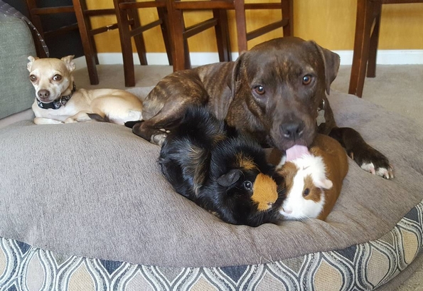 Невообичаени пријателства помеѓу животни, коишто ќе ви го стоплат срцето