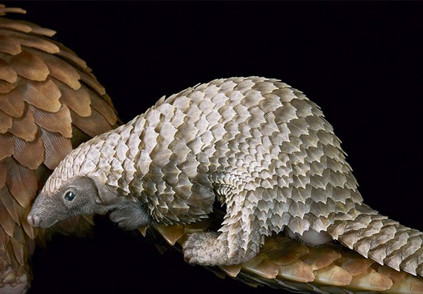 Фотограф поминал 2 години фотографирајќи животни на кои им се заканува истребување