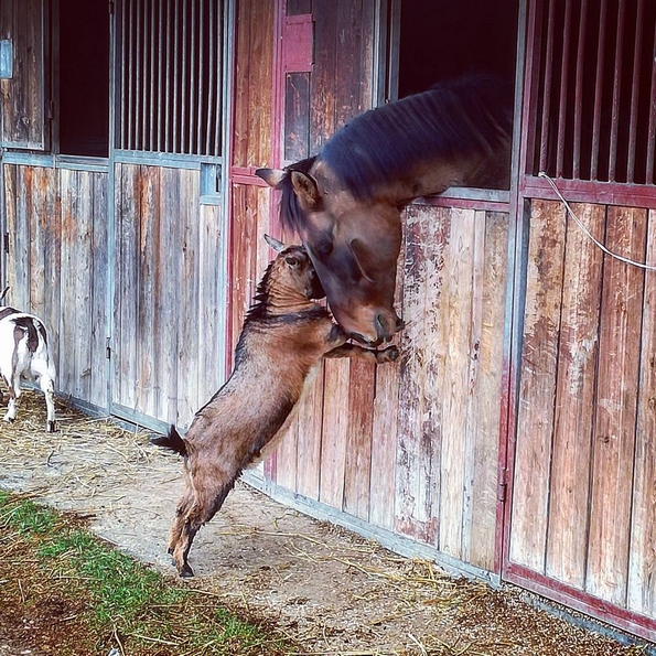 Невообичаени пријателства помеѓу животни, коишто ќе ви го стоплат срцето