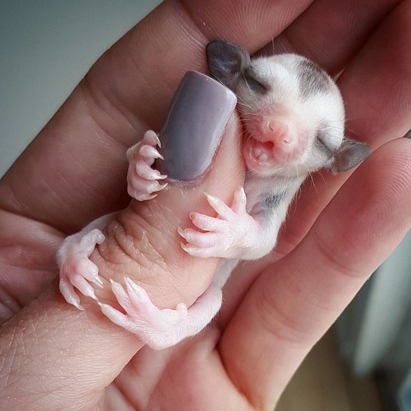 Фотографии од слатки бебиња животни што ќе ви го стопат срцето