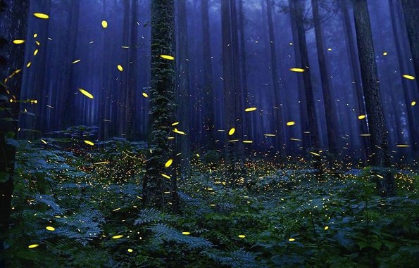 Фотограф поминал 2 години фотографирајќи животни на кои им се заканува истребување