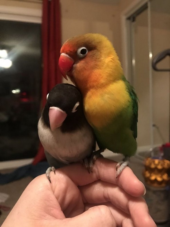 Интернетот се вљуби во малечките на папагалчето Киви и неговата девојка