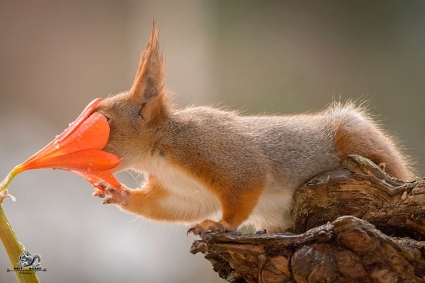 Неверојатни фотографии од диви љубопитни верверици