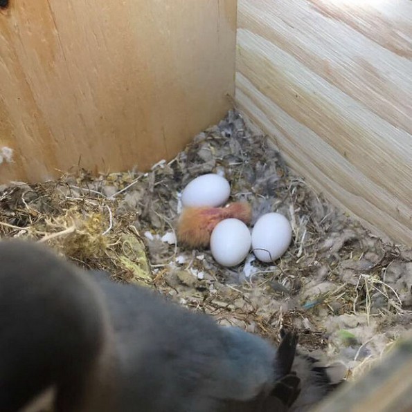 Интернетот се вљуби во малечките на папагалчето Киви и неговата девојка