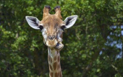 Негувателка во зоолошка споделува интересни факти за животните
