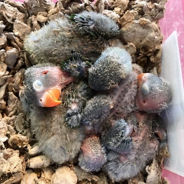 Интернетот се вљуби во малечките на папагалчето Киви и неговата девојка