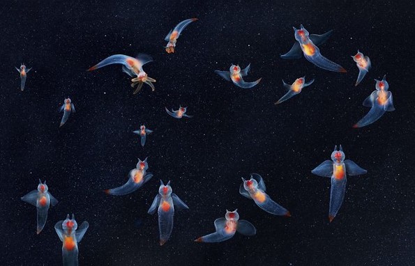 Фотограф поминал 2 години фотографирајќи животни на кои им се заканува истребување