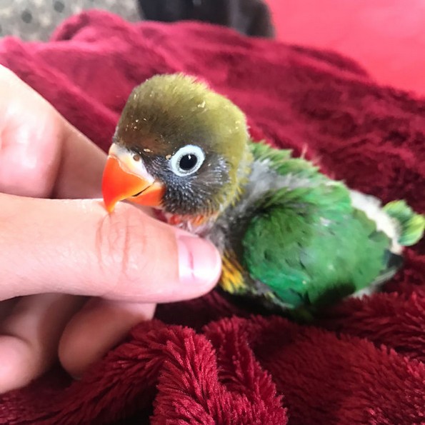 Интернетот се вљуби во малечките на папагалчето Киви и неговата девојка