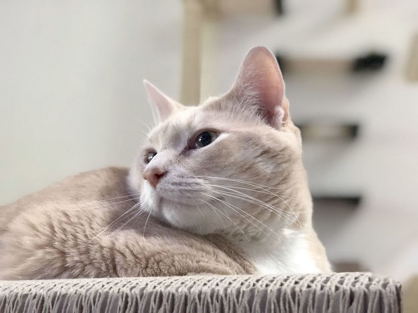 Запознајте го Бронсон, огромното маче од 15 килограми