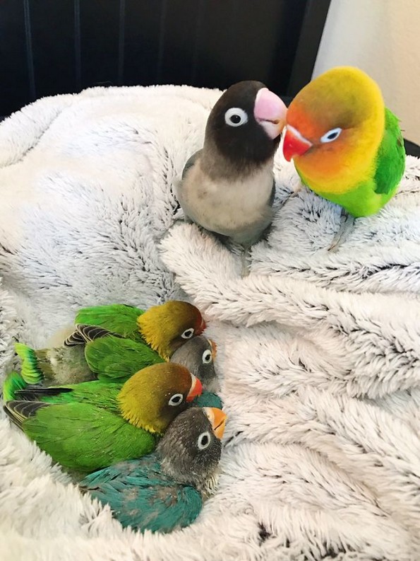 Интернетот се вљуби во малечките на папагалчето Киви и неговата девојка