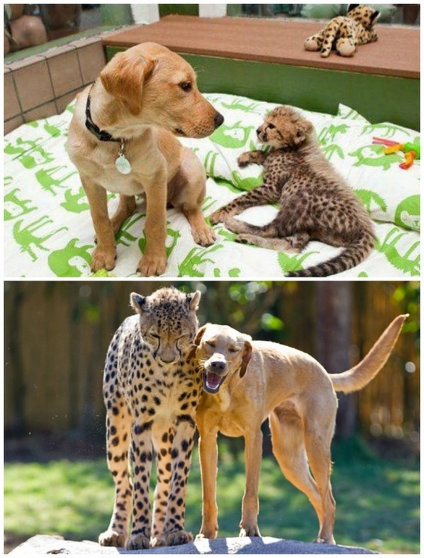 Невообичаени пријателства помеѓу животни, коишто ќе ви го стоплат срцето