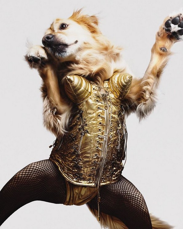 Најпознатите фотографии на Мадона рекреирани со куче
