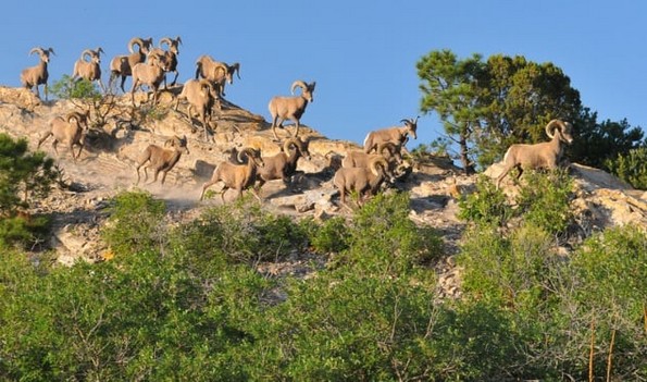 10 нешта што можеби не сте ги знаеле за огненото оружје