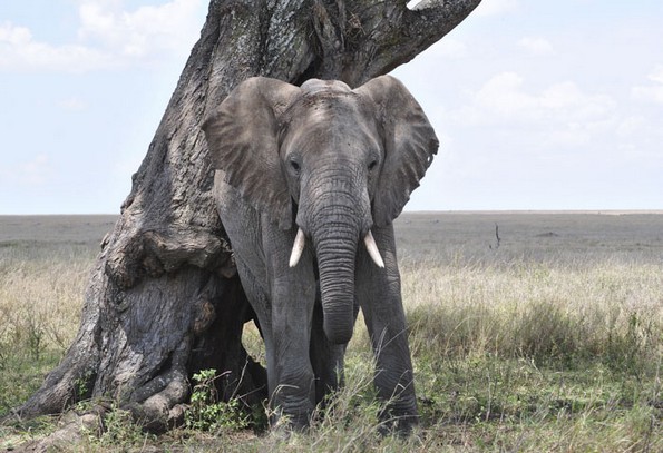 Негувателка во зоолошка споделува интересни факти за животните