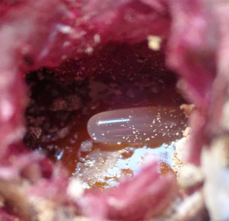 Редок вид пчели прават прекрасни гнезда од цветови