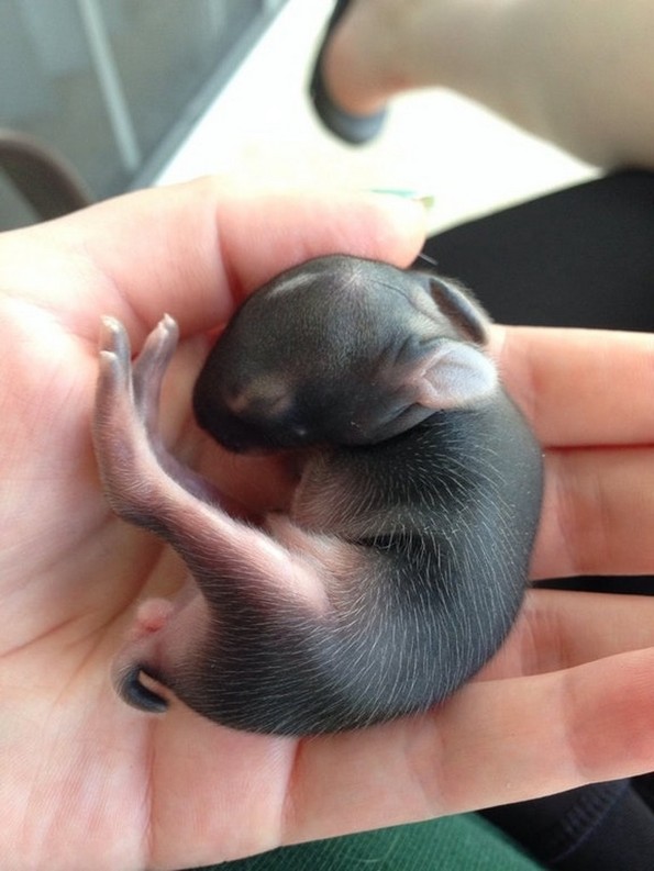 Фотографии од слатки бебиња животни што ќе ви го стопат срцето