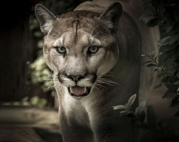 Негувателка во зоолошка споделува интересни факти за животните