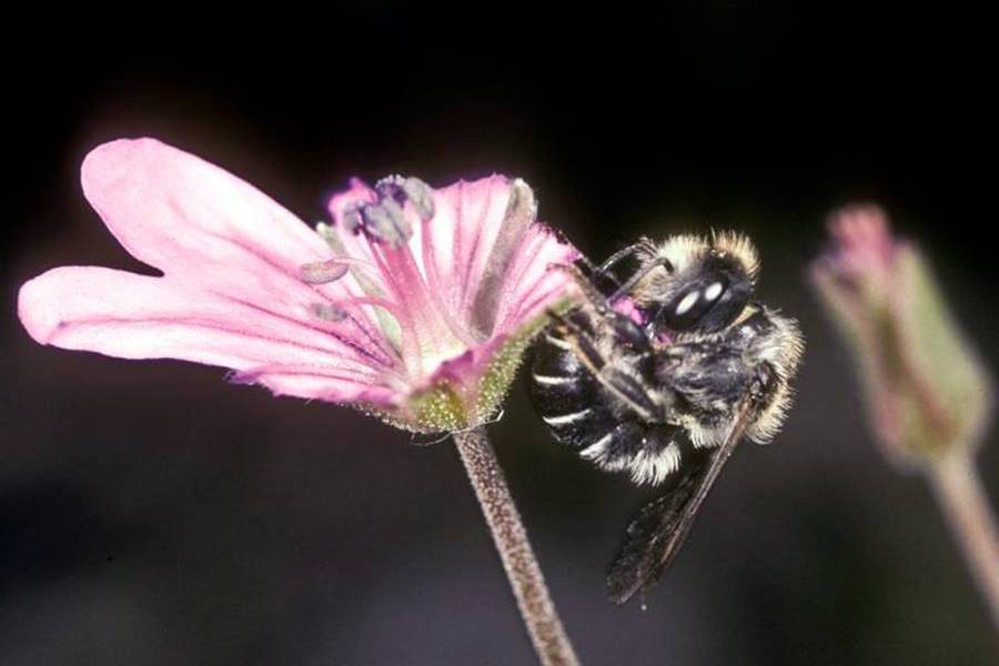 Редок вид пчели прават прекрасни гнезда од цветови