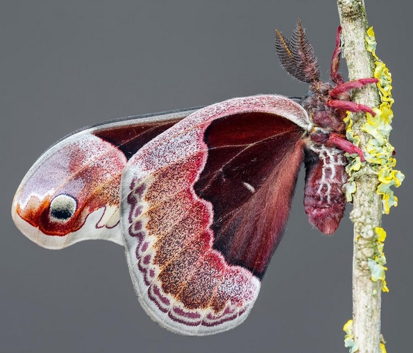 Биолог од Унгарија ги фотографира брилијантните декорации на крилјата на пеперутките 