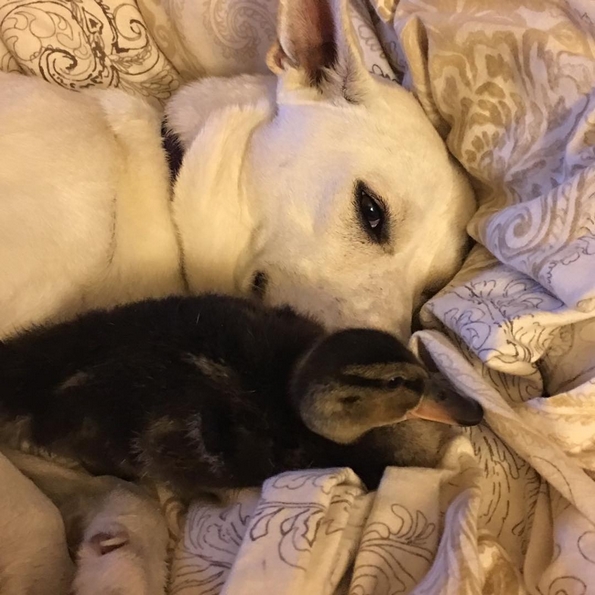 Невообичаени пријателства помеѓу животни, коишто ќе ви го стоплат срцето