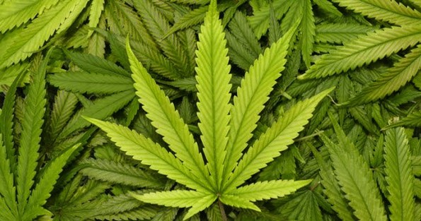 10 древни средства за намалување на болката