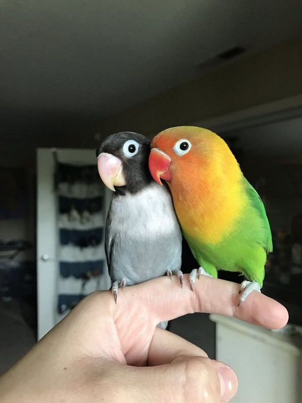 Интернетот се вљуби во малечките на папагалчето Киви и неговата девојка