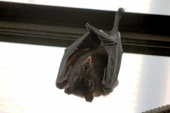 Негувателка во зоолошка споделува интересни факти за животните