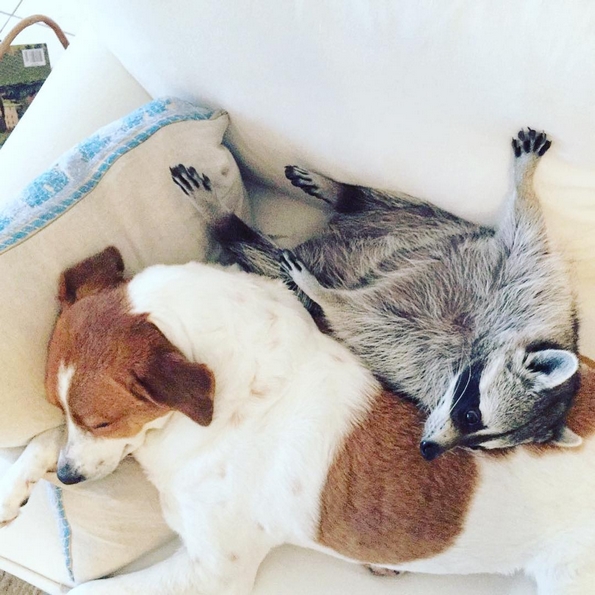 Невообичаени пријателства помеѓу животни, коишто ќе ви го стоплат срцето