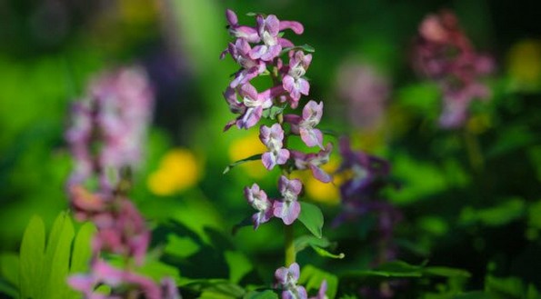10 древни средства за намалување на болката