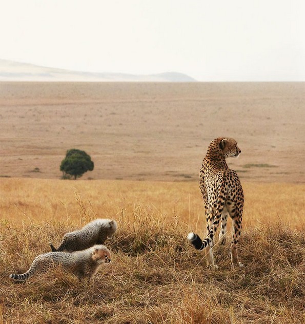Фотограф поминал 2 години фотографирајќи животни на кои им се заканува истребување