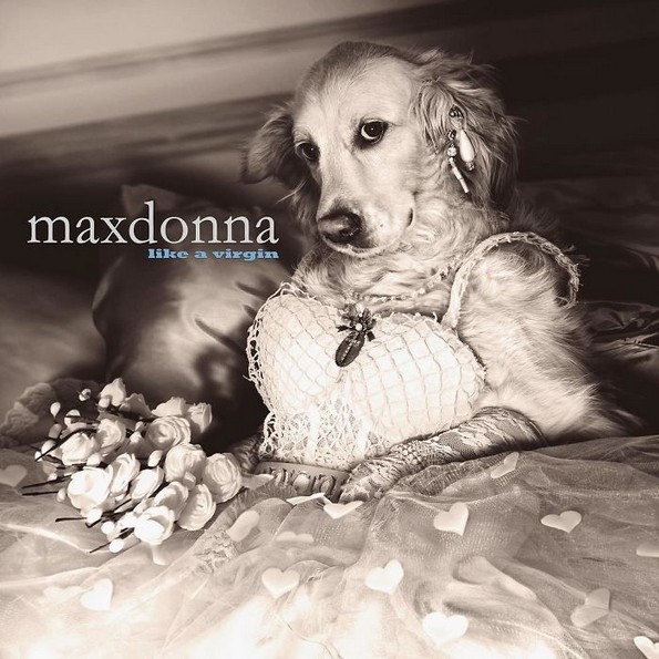 Најпознатите фотографии на Мадона рекреирани со куче