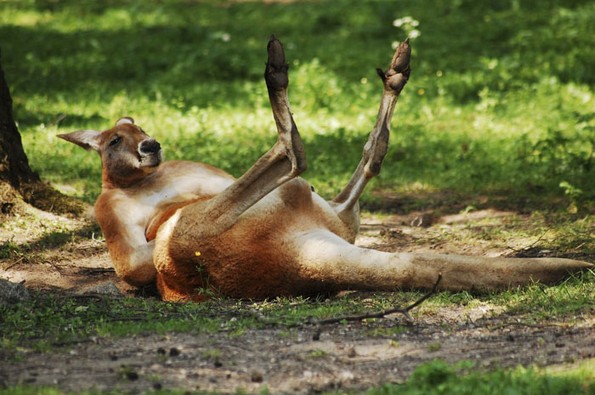 Негувателка во зоолошка споделува интересни факти за животните