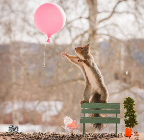Неверојатни фотографии од диви љубопитни верверици