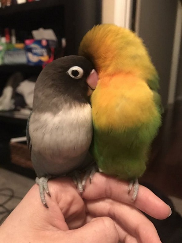 Интернетот се вљуби во малечките на папагалчето Киви и неговата девојка