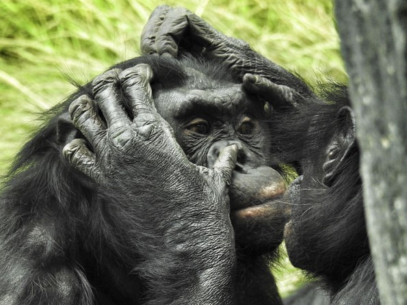 Негувателка во зоолошка споделува интересни факти за животните