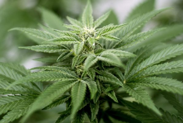 Медицинско истражување покажало дека канабисот е подобар за синдромот дефицит на внимание од Риталин