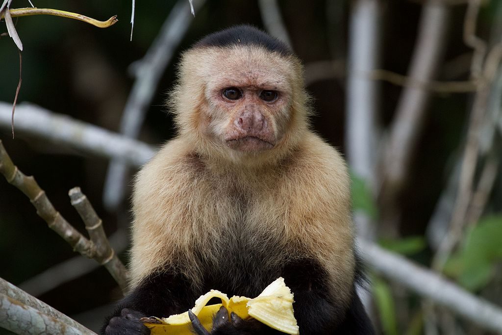 Население од панамските мајмуни влегло во камена доба