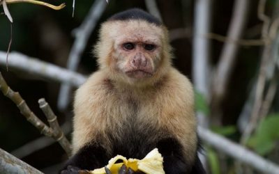 Население од панамските мајмуни влегло во камена доба