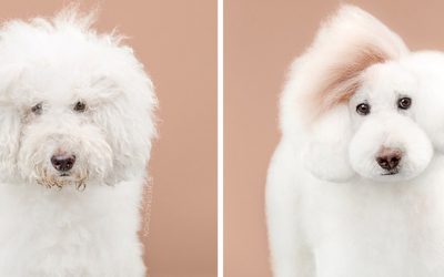 15 симпатично стилизирани кученца кои ќе ве натераат да посакате да чувате барем едно