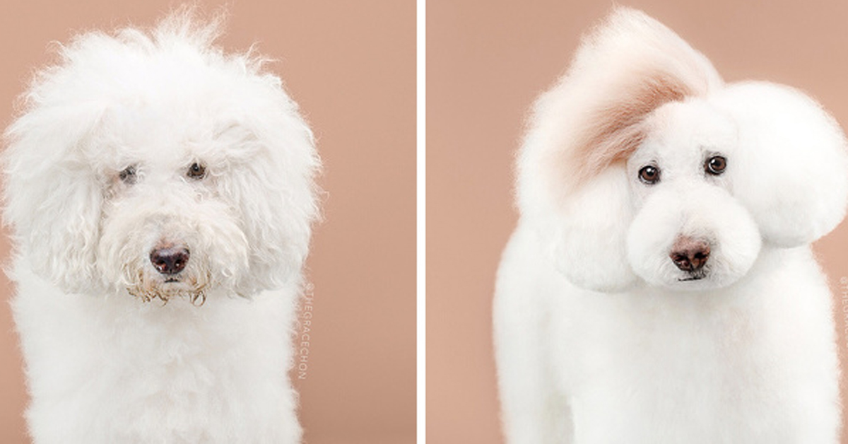 15 симпатично стилизирани кученца кои ќе ве натераат да посакате да чувате барем едно