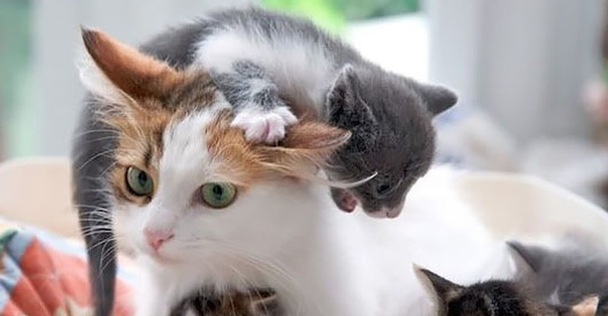 29 совршени примери со животни коишто покажуваат што значи да се биде мајка