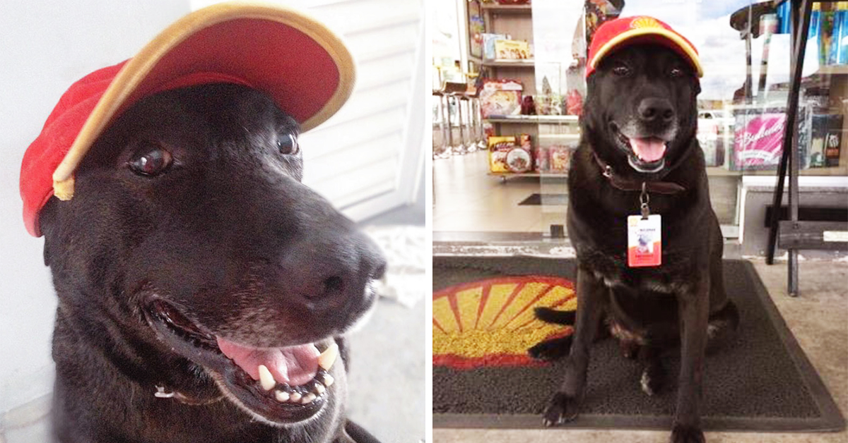 Куче било напуштено на бензинска станица, а сега е симпатичен работник со полно работно време