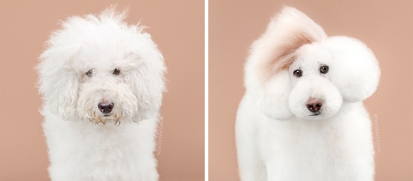15 симпатично стилизирани кученца кои ќе ве натераат да посакате да чувате барем едно 