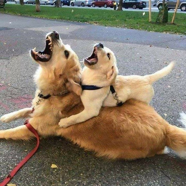 29 совршени примери со животни коишто покажуваат што значи да се биде мајка