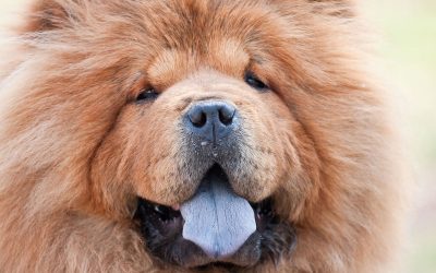 10 раси на кучиња кои се идеални за различен тип личности