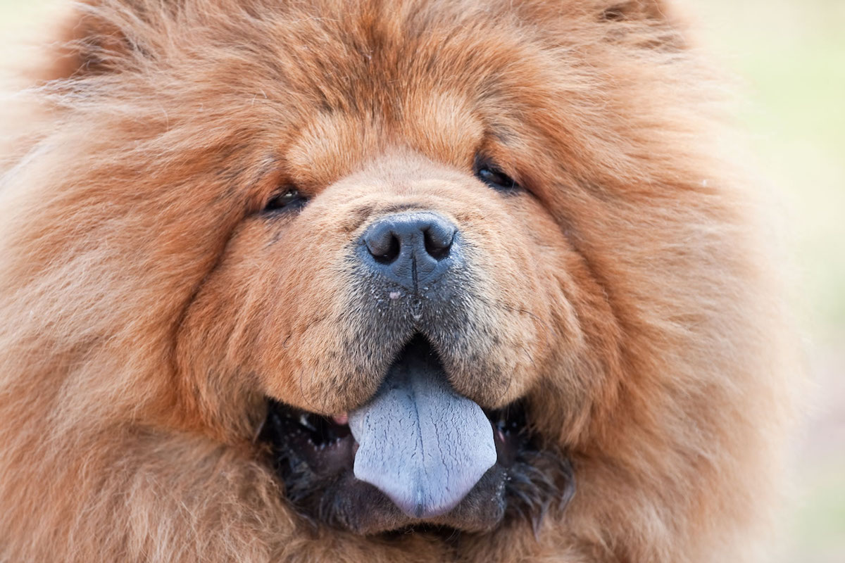 10 раси на кучиња кои се идеални за различен тип личности