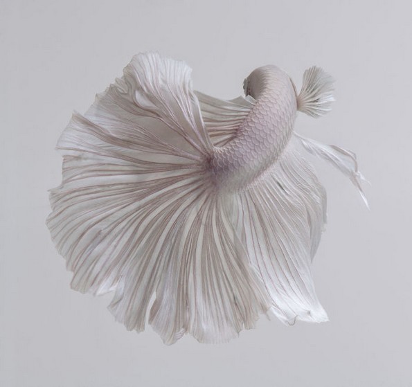 Фотограф прави фотографии од риби како никој досега