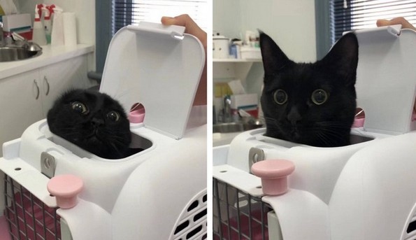 Фотографии oд животни направени во вистинскиот момент што ќе ви го разубават денот