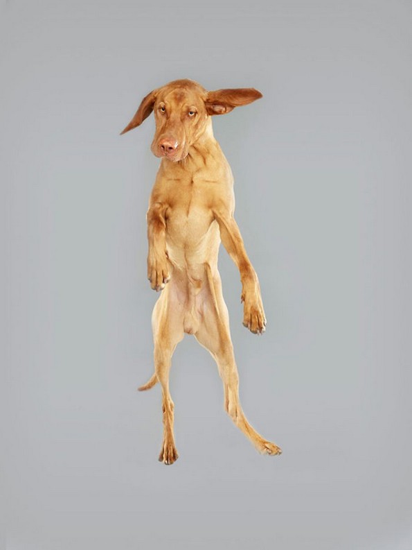 Забавни портрети од летачки кучиња